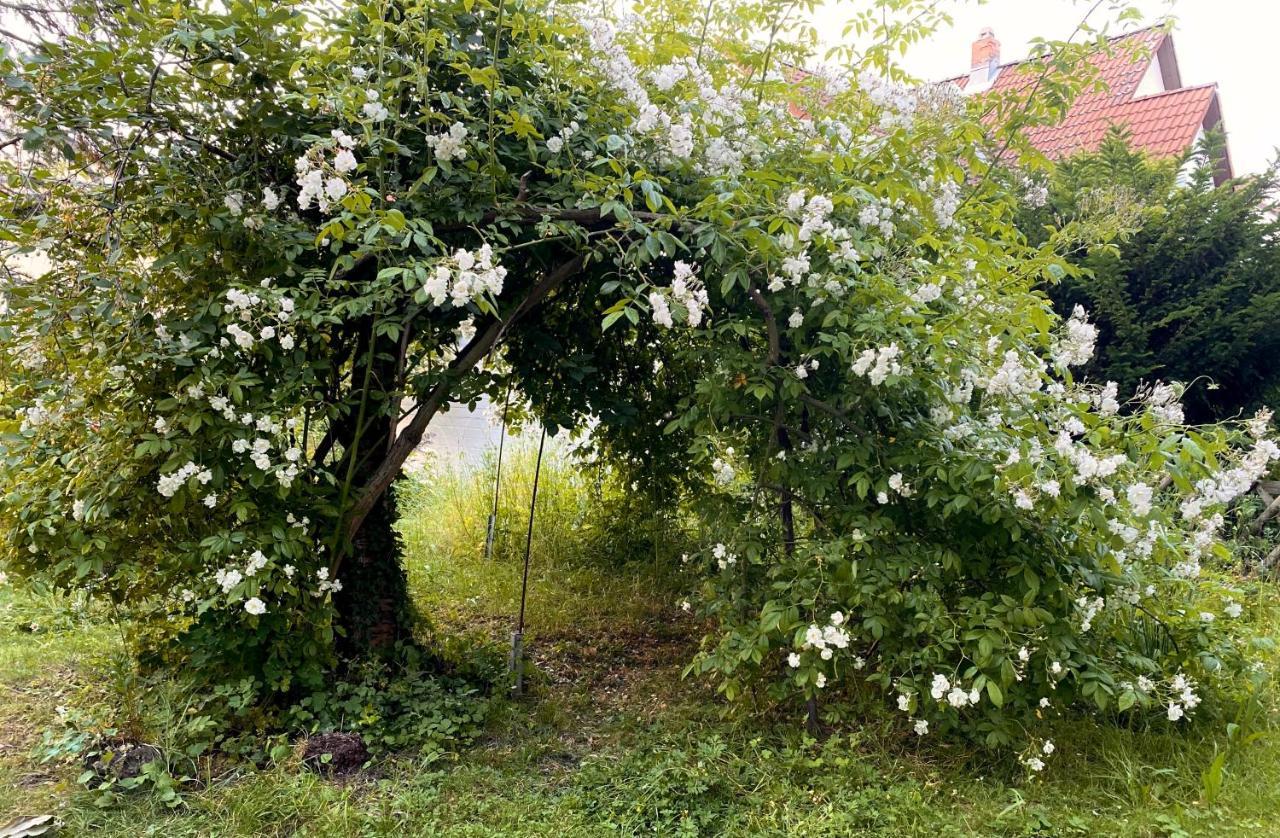 Gronocottage Bad Harzburg Zewnętrze zdjęcie